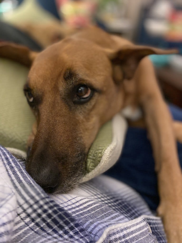 Tate, an American Pit Bull Terrier and Labrador Retriever mix tested with EmbarkVet.com