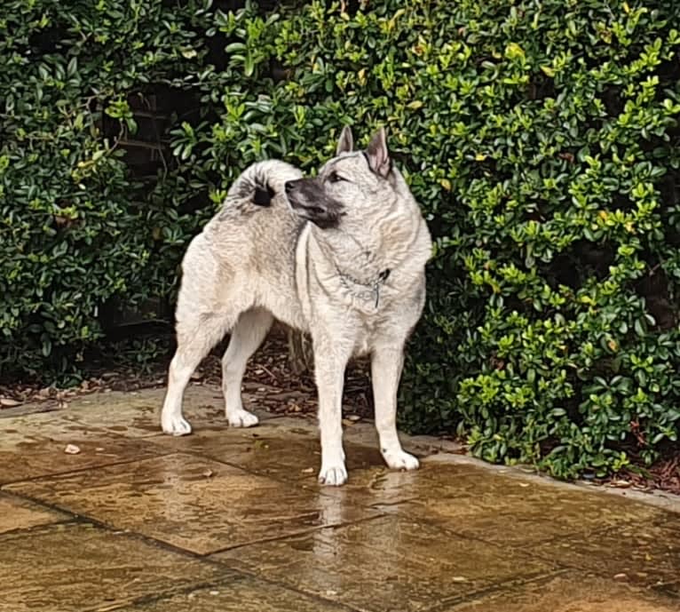 ALYS, a Norwegian Elkhound tested with EmbarkVet.com