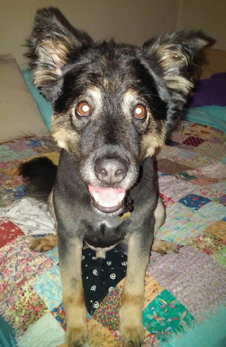 Ollie, a Chow Chow and Australian Cattle Dog mix tested with EmbarkVet.com