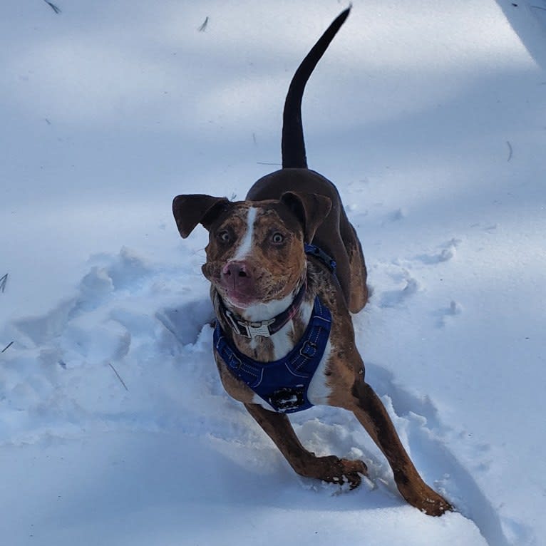 Rescue dog, an American Pit Bull Terrier and Labrador Retriever mix tested with EmbarkVet.com