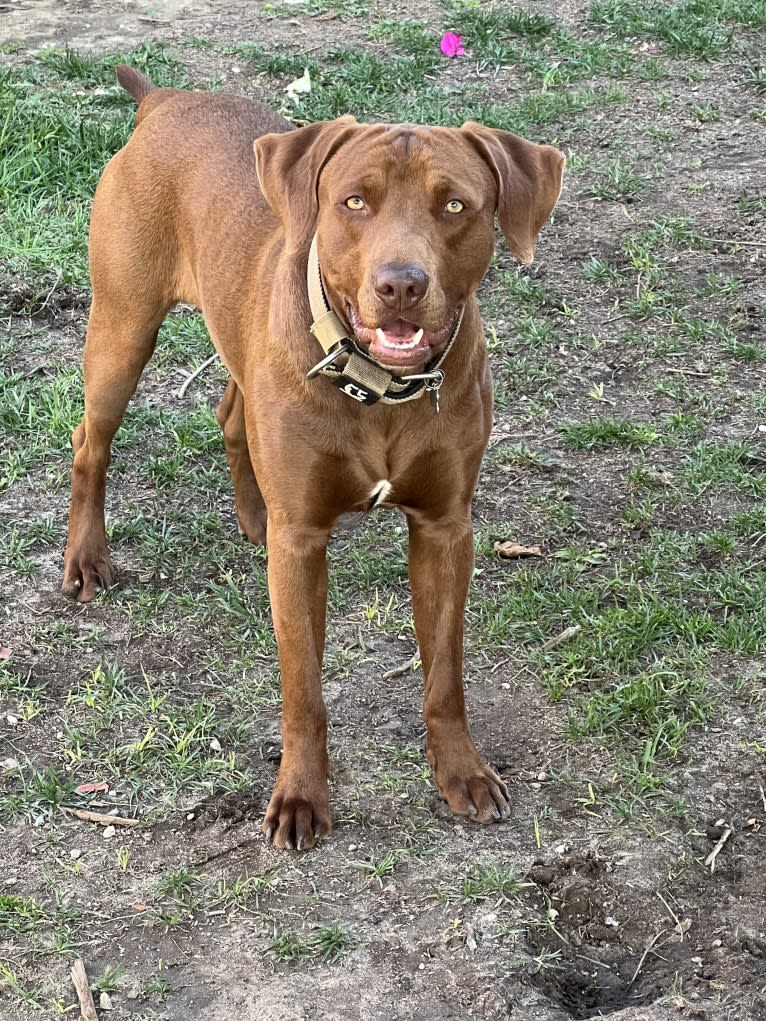 Kingston, a Weimaraner and Labrador Retriever mix tested with EmbarkVet.com