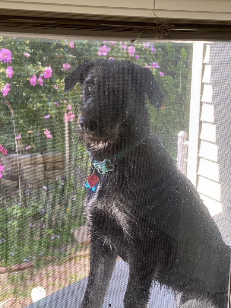 River, a Siberian Husky and Poodle (Standard) mix tested with EmbarkVet.com