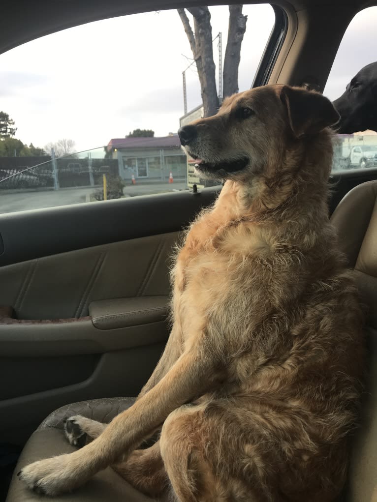 Kiwi Bean, a Chow Chow and Labrador Retriever mix tested with EmbarkVet.com