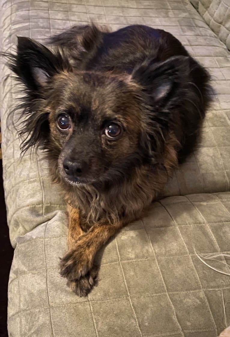 Frankie, a Pomchi (11.5% unresolved) tested with EmbarkVet.com