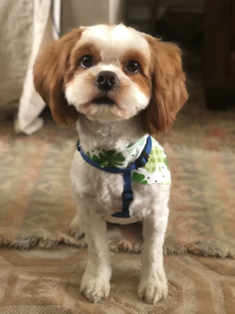 Charlie, a Shih Tzu and Pekingese mix tested with EmbarkVet.com