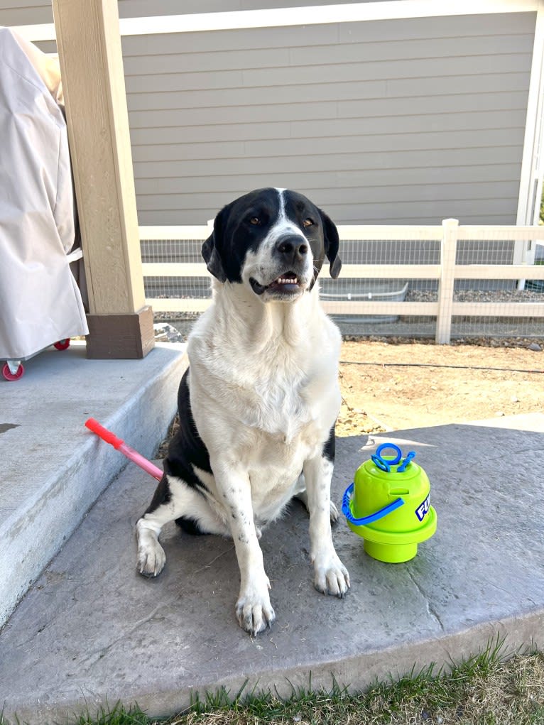 Theodore Ellington, an American Pit Bull Terrier and Siberian Husky mix tested with EmbarkVet.com