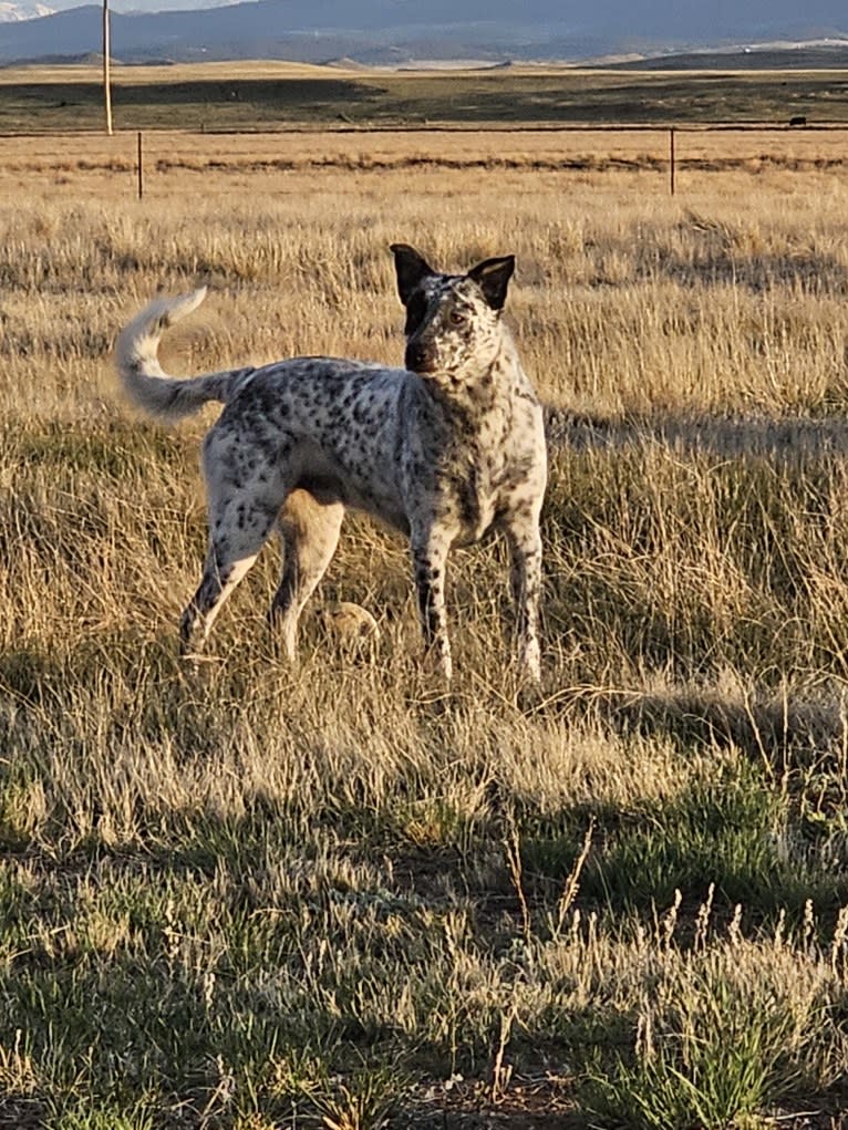 Indiana Bones, an Australian Cattle Dog and Miniature/MAS-type Australian Shepherd mix tested with EmbarkVet.com