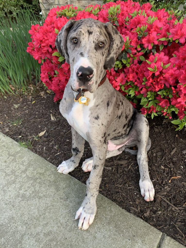 Koa, a Great Dane tested with EmbarkVet.com