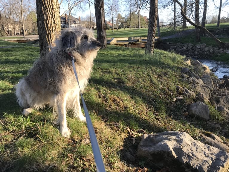 Charybdis, an Arabian Village Dog tested with EmbarkVet.com