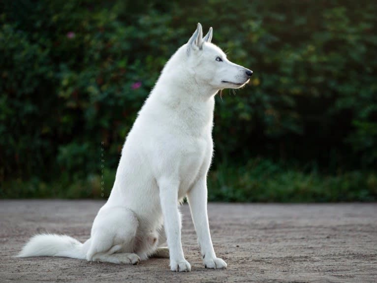 DEMON, a Gerberian Shepsky (5.0% unresolved) tested with EmbarkVet.com