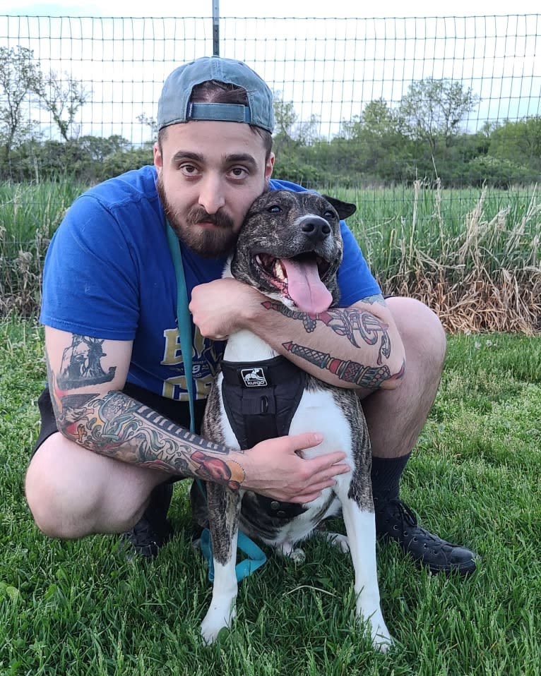 Latke, an American Pit Bull Terrier and Australian Cattle Dog mix tested with EmbarkVet.com