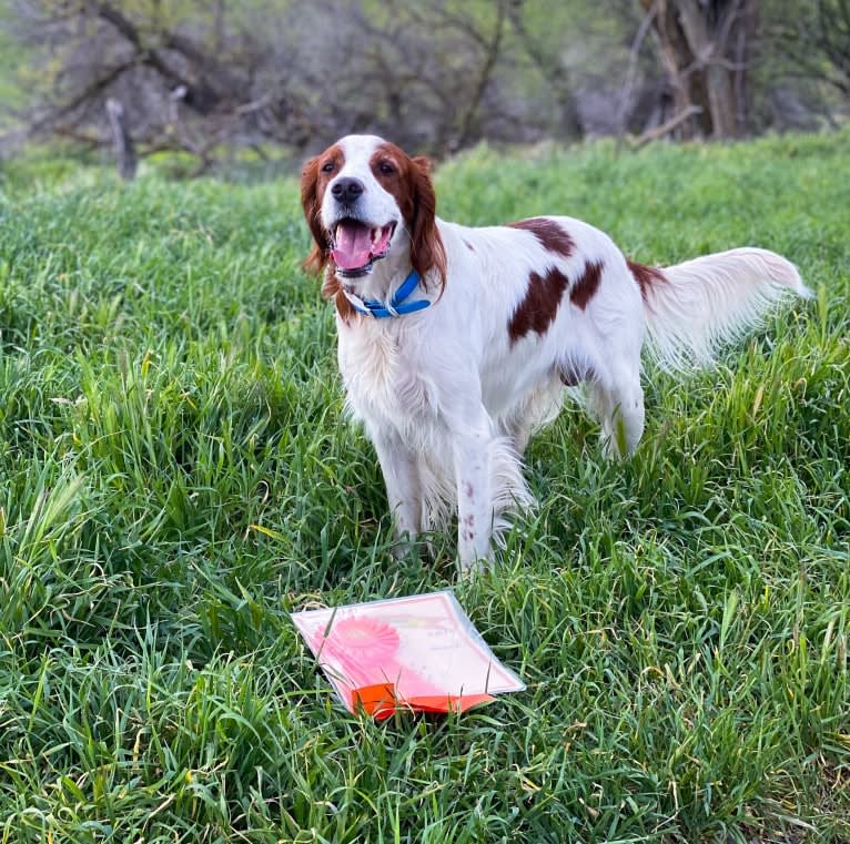 Trooper, an Irish Red and White Setter tested with EmbarkVet.com