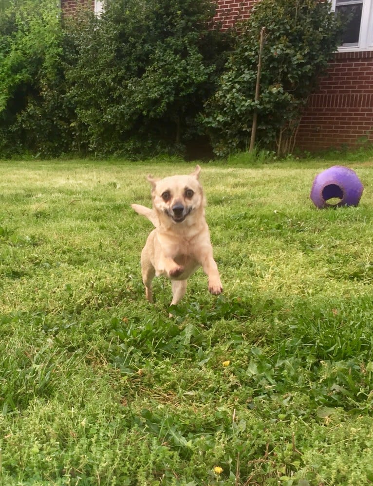 Wookie, a Chihuahua and West Highland White Terrier mix tested with EmbarkVet.com