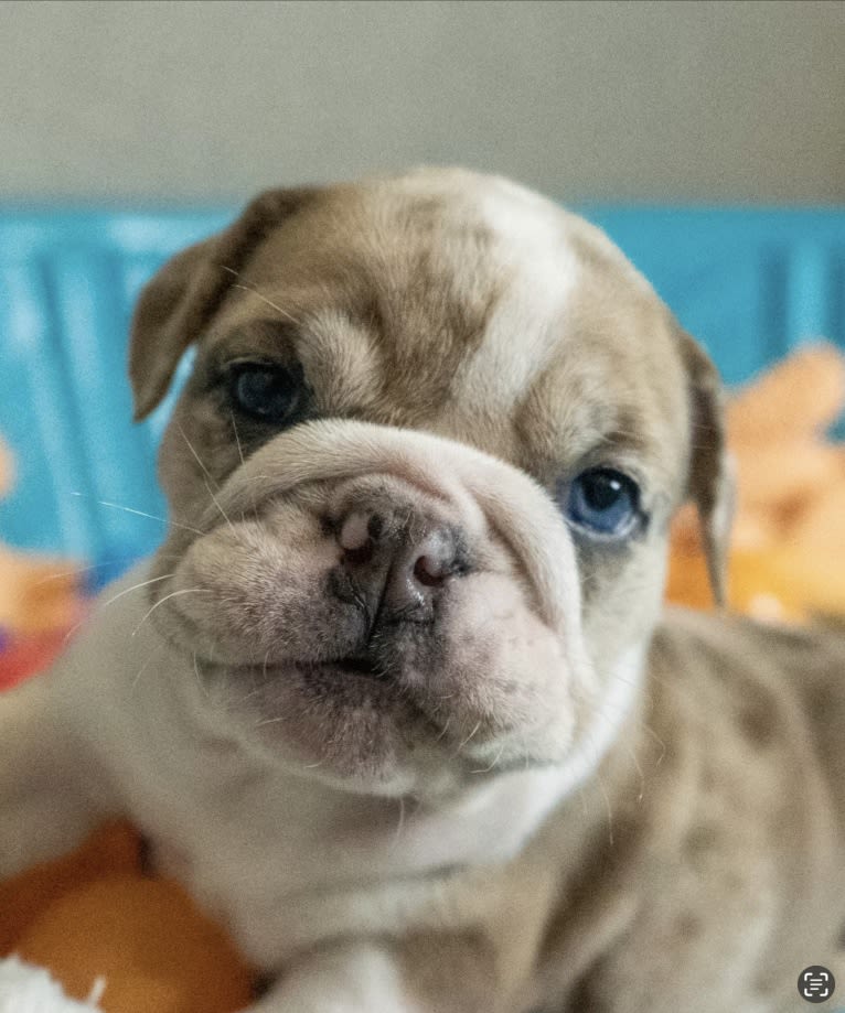 Luna blue, a Bulldog tested with EmbarkVet.com