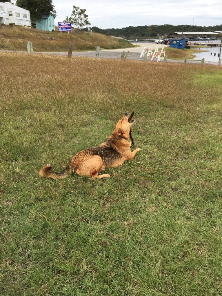 Rambo, a Labrador Retriever and Golden Retriever mix tested with EmbarkVet.com