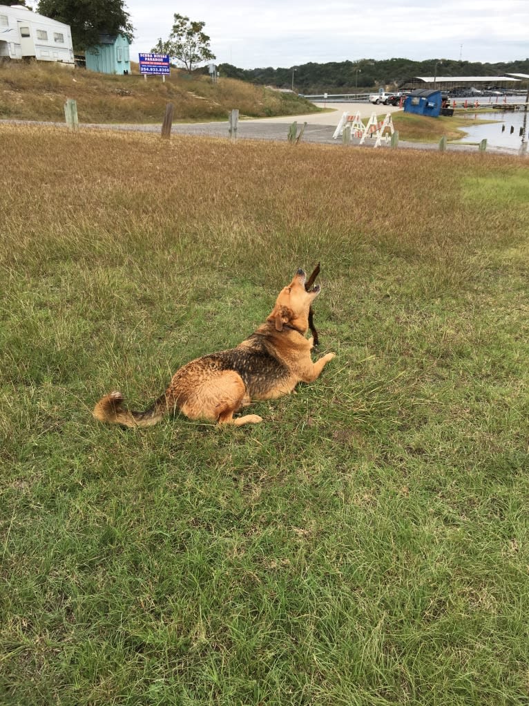 Rambo, a Labrador Retriever and Golden Retriever mix tested with EmbarkVet.com