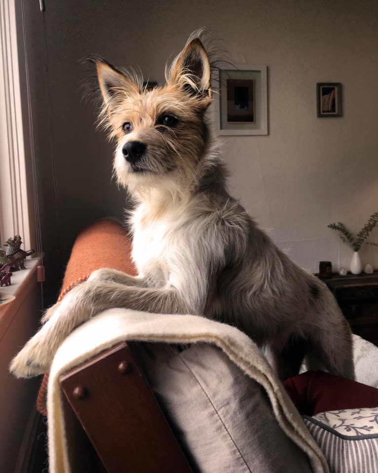 Fela Jean, a Border Collie and Australian Cattle Dog mix tested with EmbarkVet.com