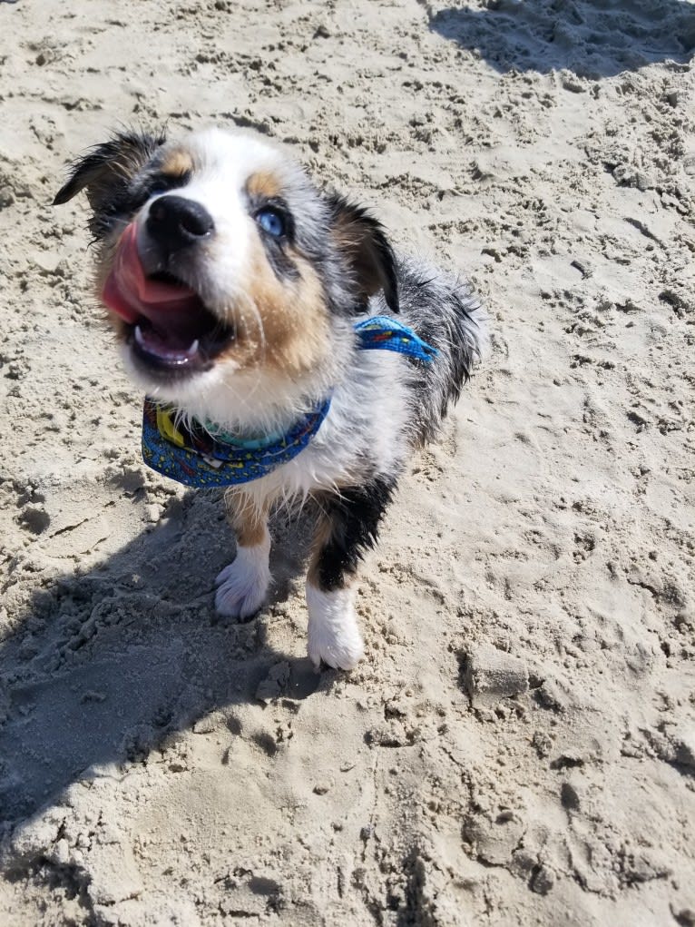 Ellie Einstein Cow Creek Aussies, an Australian Shepherd tested with EmbarkVet.com