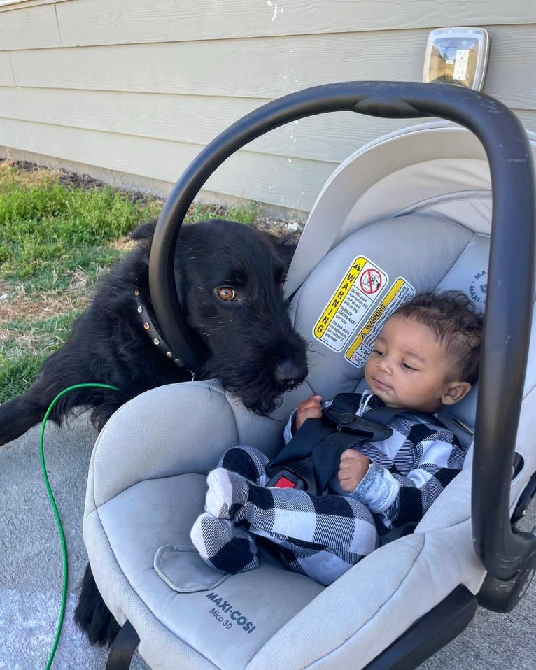 Vaatu, a Black Russian Terrier and Belgian Malinois mix tested with EmbarkVet.com