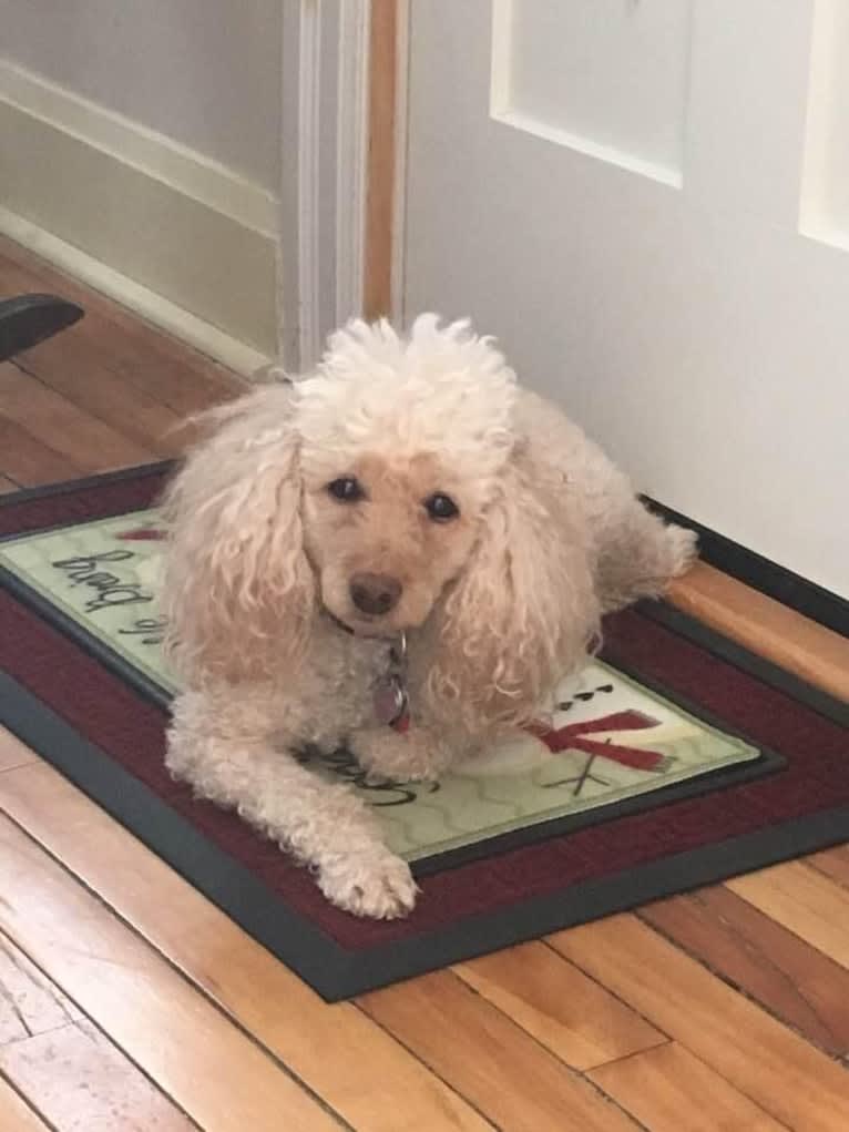 Molly Poodle, a Poodle (Small) tested with EmbarkVet.com