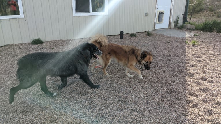 Lucy, an Arabian Village Dog tested with EmbarkVet.com