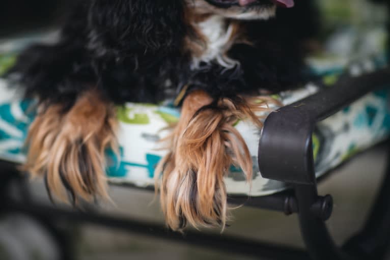 Barkley Valentine, a Cavalier King Charles Spaniel tested with EmbarkVet.com