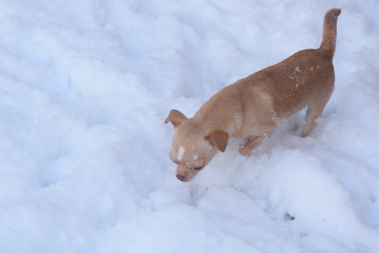 Heidi, a Chihuahua tested with EmbarkVet.com