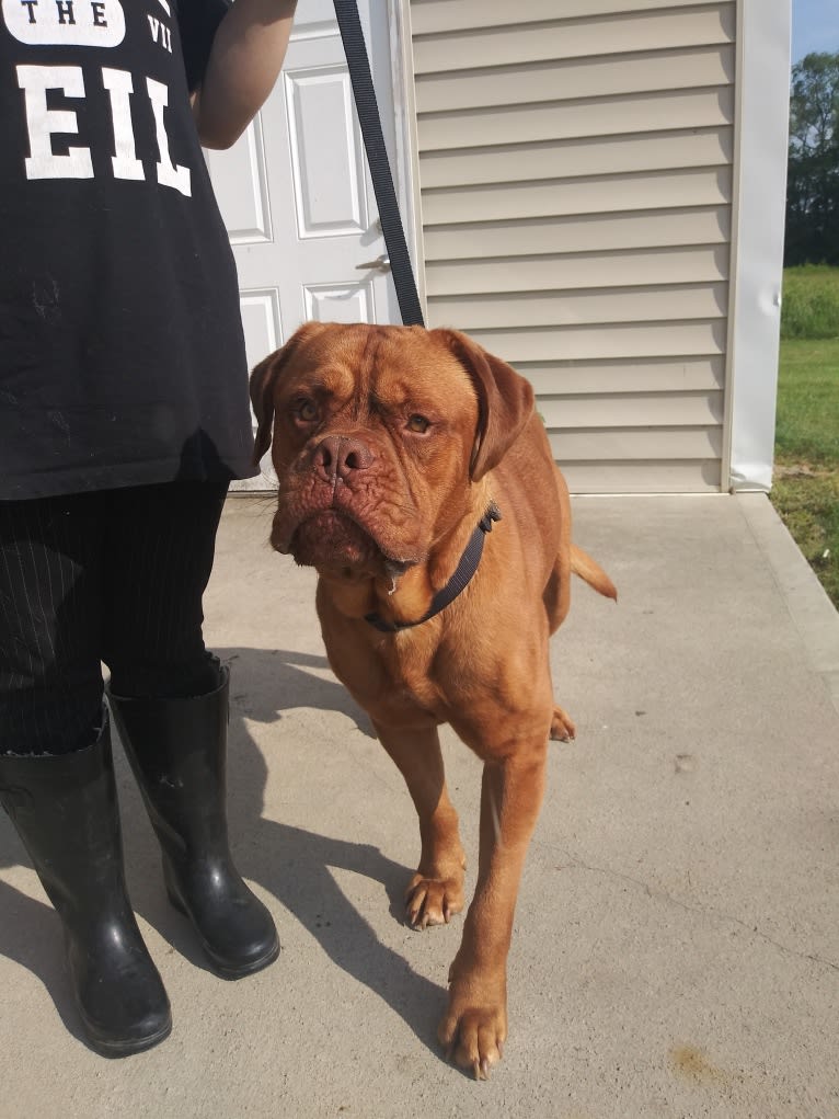 Brutis II, a Dogue de Bordeaux tested with EmbarkVet.com