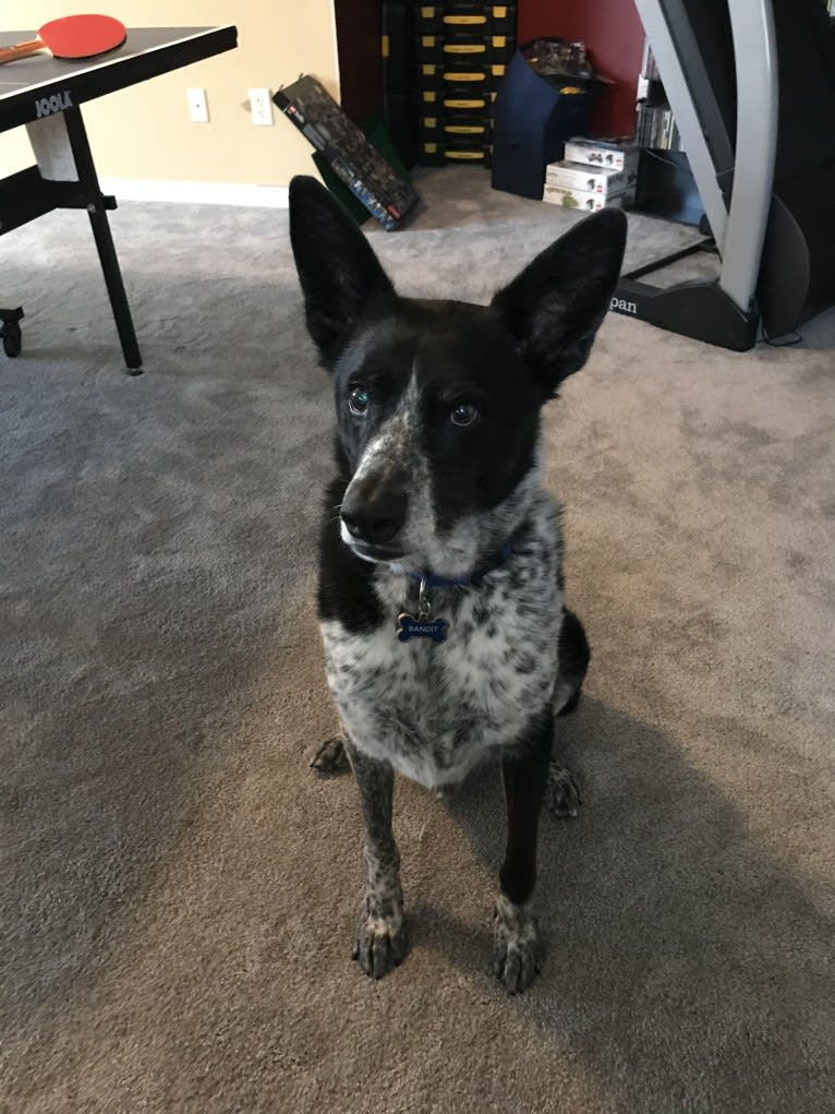 Bandit, a German Shepherd Dog and Border Collie mix tested with EmbarkVet.com