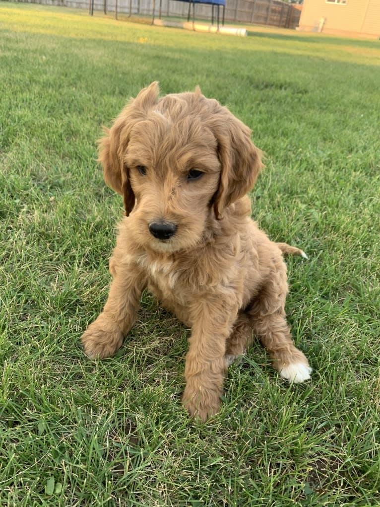 Black Collar, a Goldendoodle tested with EmbarkVet.com