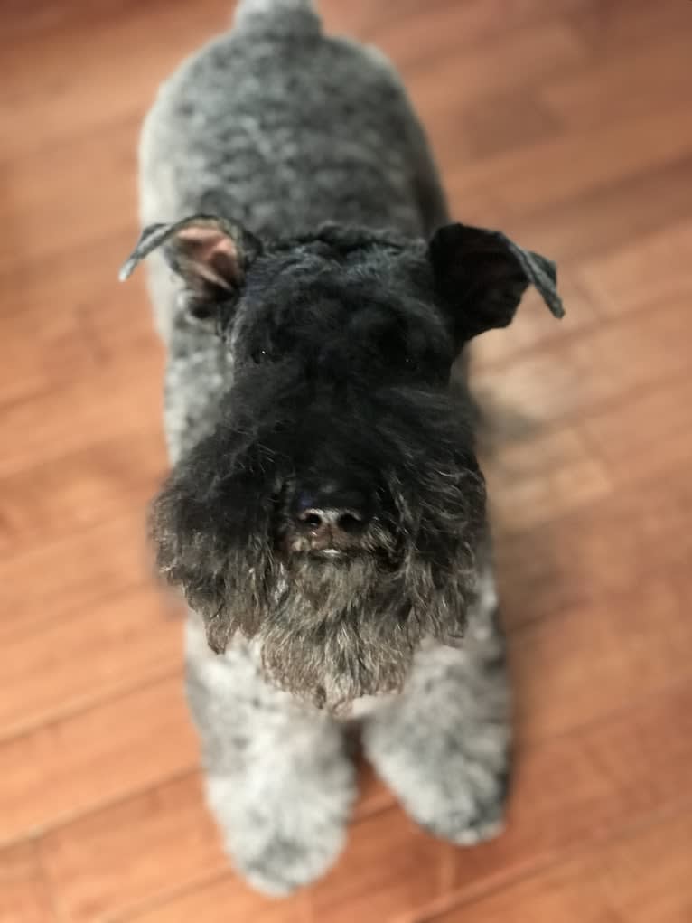 Mabel, a Kerry Blue Terrier tested with EmbarkVet.com