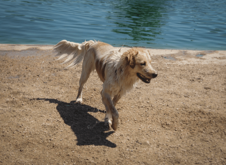 Wendy, a Great Pyrenees and American Pit Bull Terrier mix tested with EmbarkVet.com