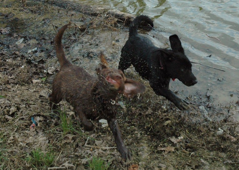 Timber, a Labrador Retriever and American Pit Bull Terrier mix tested with EmbarkVet.com