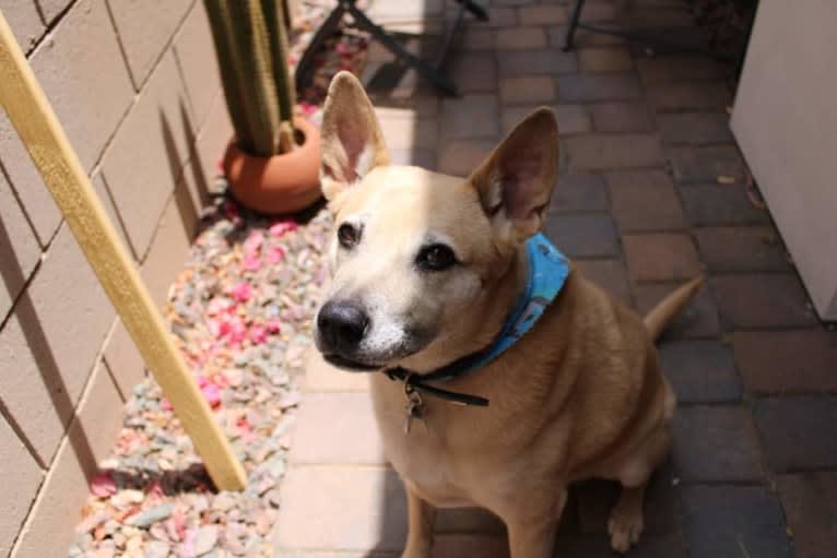 Bowzer, a Chow Chow and American Pit Bull Terrier mix tested with EmbarkVet.com