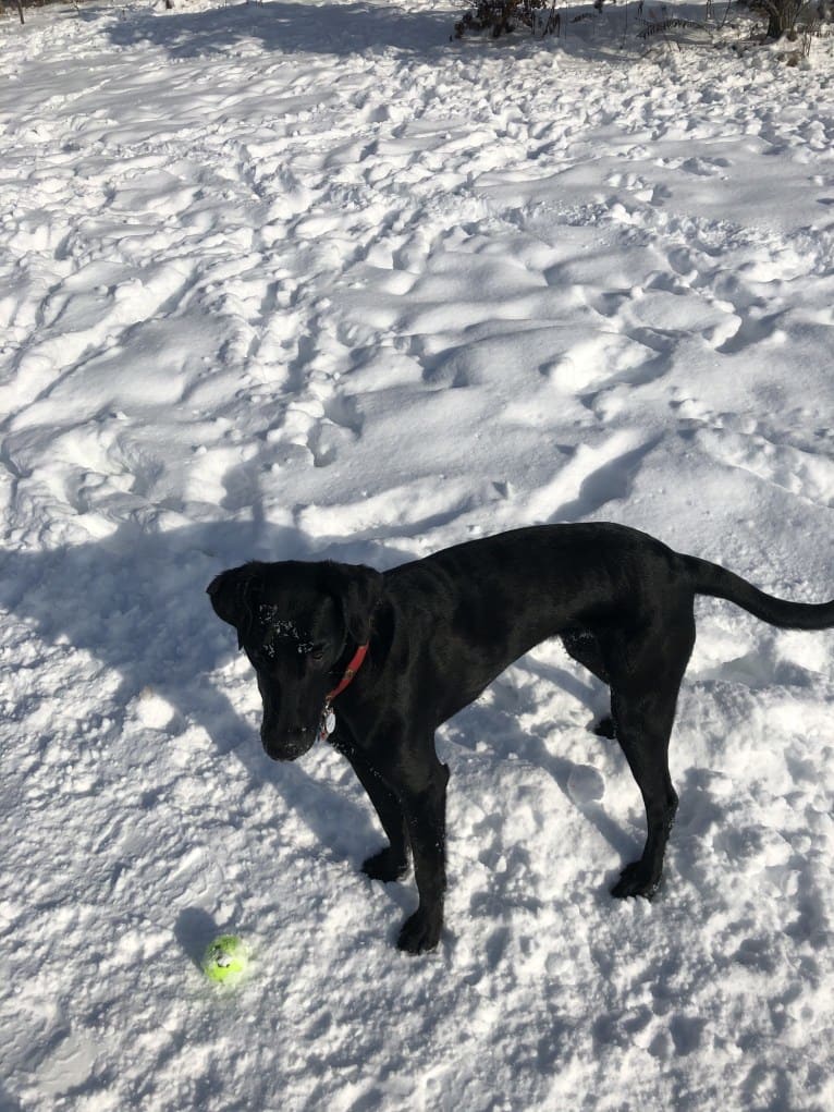 Onyx, a Labrador Retriever and Doberman Pinscher mix tested with EmbarkVet.com