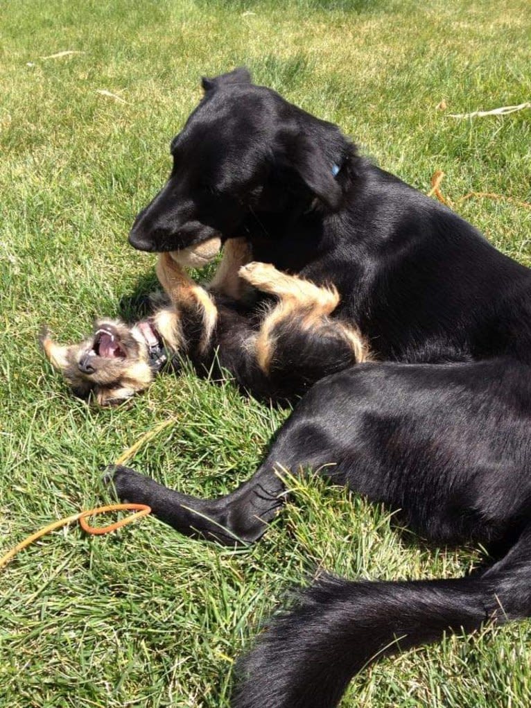 Skye, a Golden Retriever and Australian Cattle Dog mix tested with EmbarkVet.com