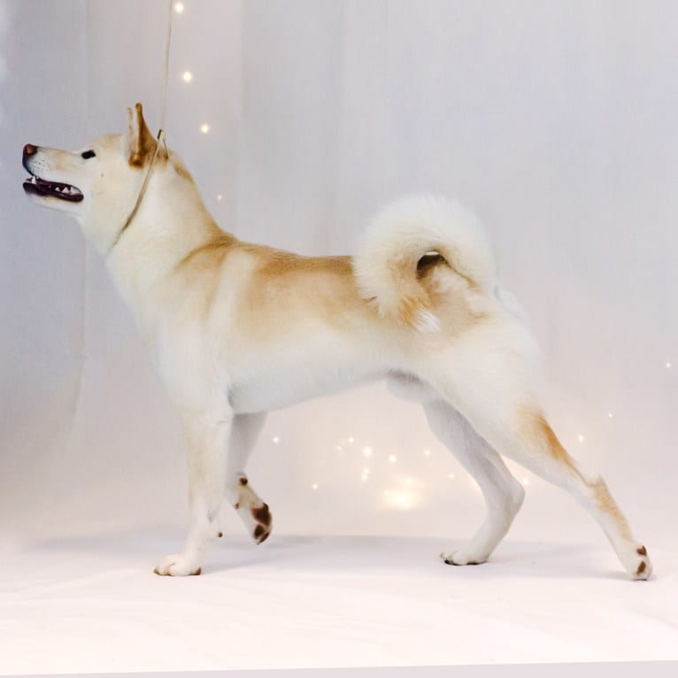 Kibou, a Shiba Inu tested with EmbarkVet.com