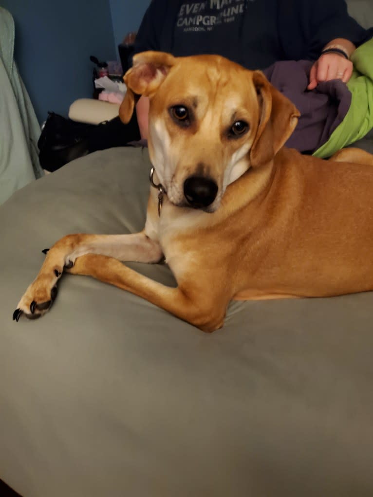 Steve, a Mountain Cur and Chihuahua mix tested with EmbarkVet.com