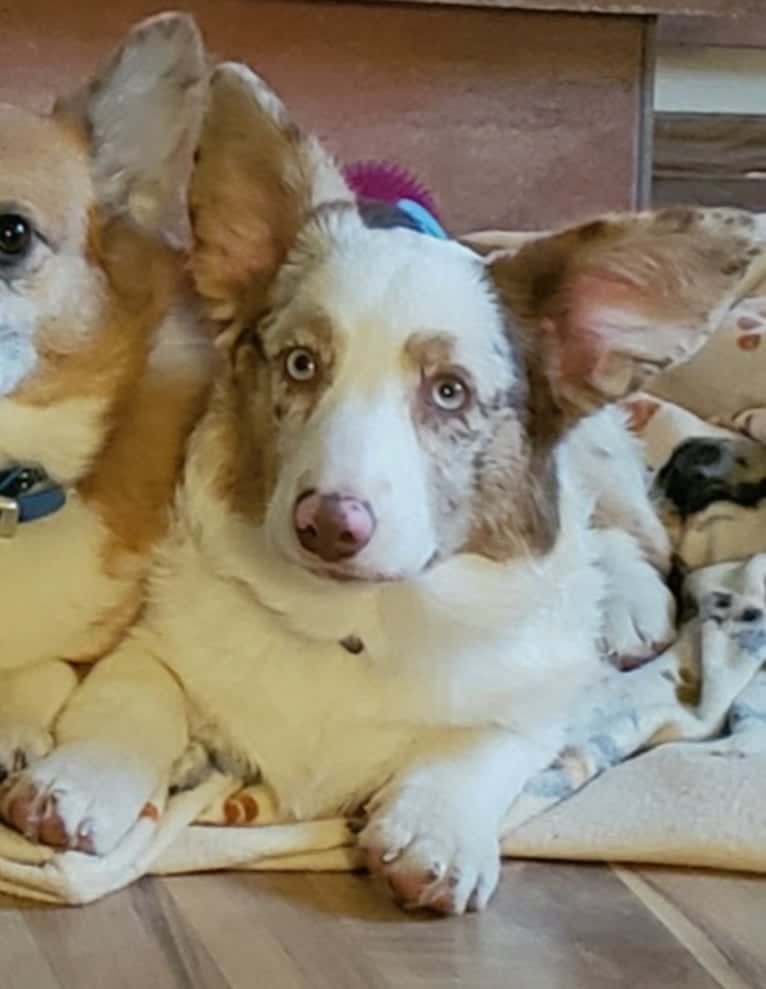 Lapa, a Cardigan Welsh Corgi tested with EmbarkVet.com