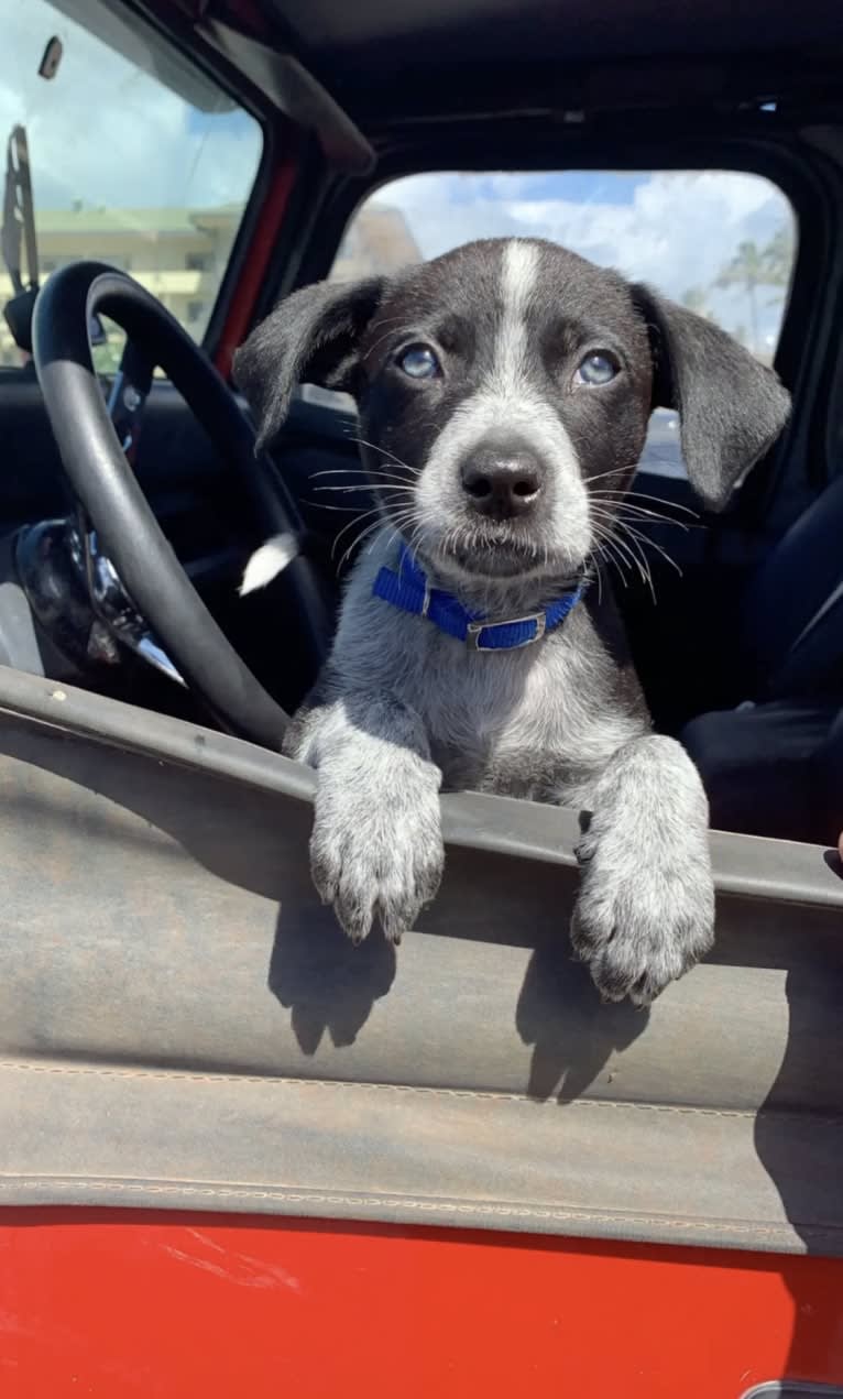 Gus, an Australian Shepherd and Australian Cattle Dog mix tested with EmbarkVet.com