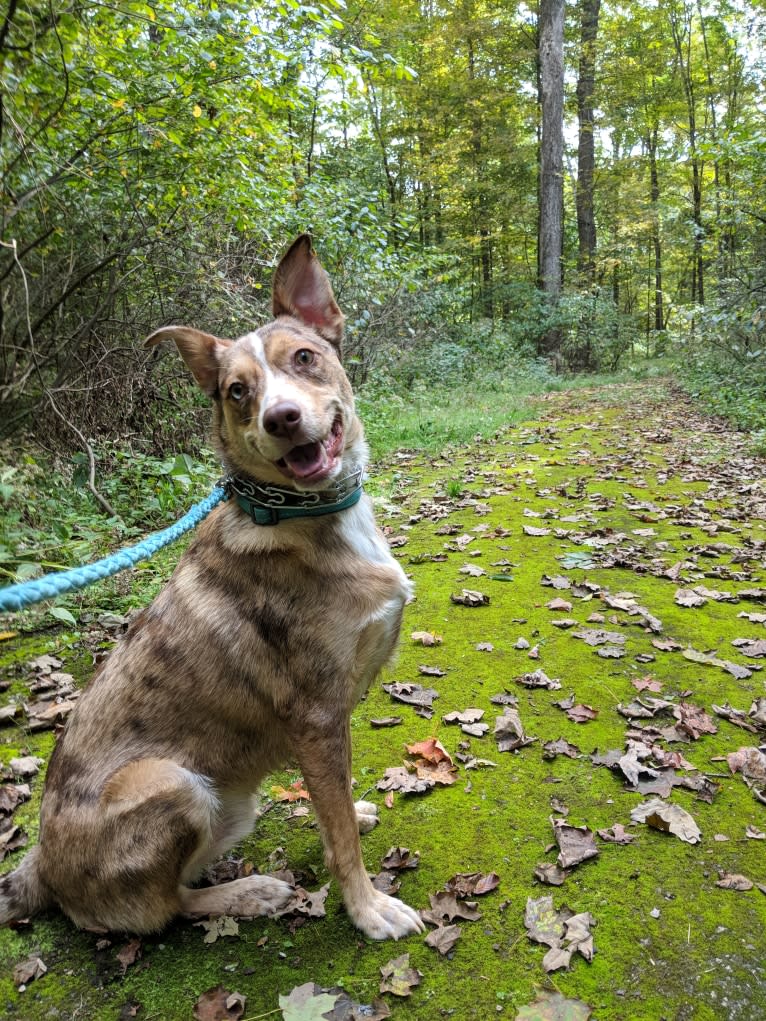 Rez, an Australian Cattle Dog and Border Collie mix tested with EmbarkVet.com
