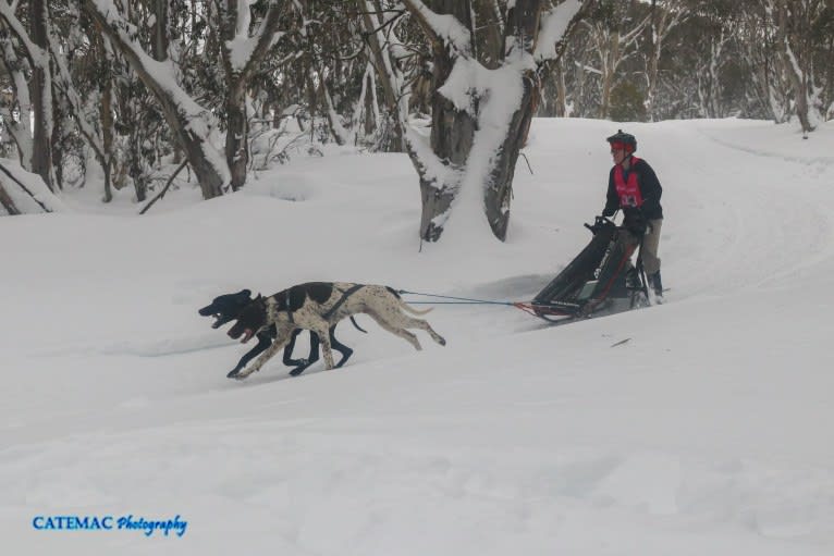 Crixus, a German Shorthaired Pointer and Alaskan-type Husky mix tested with EmbarkVet.com