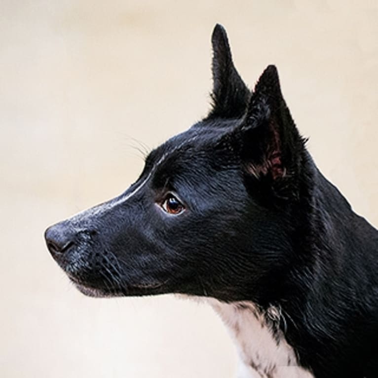 Kepler, a German Shepherd Dog and Dalmatian mix tested with EmbarkVet.com
