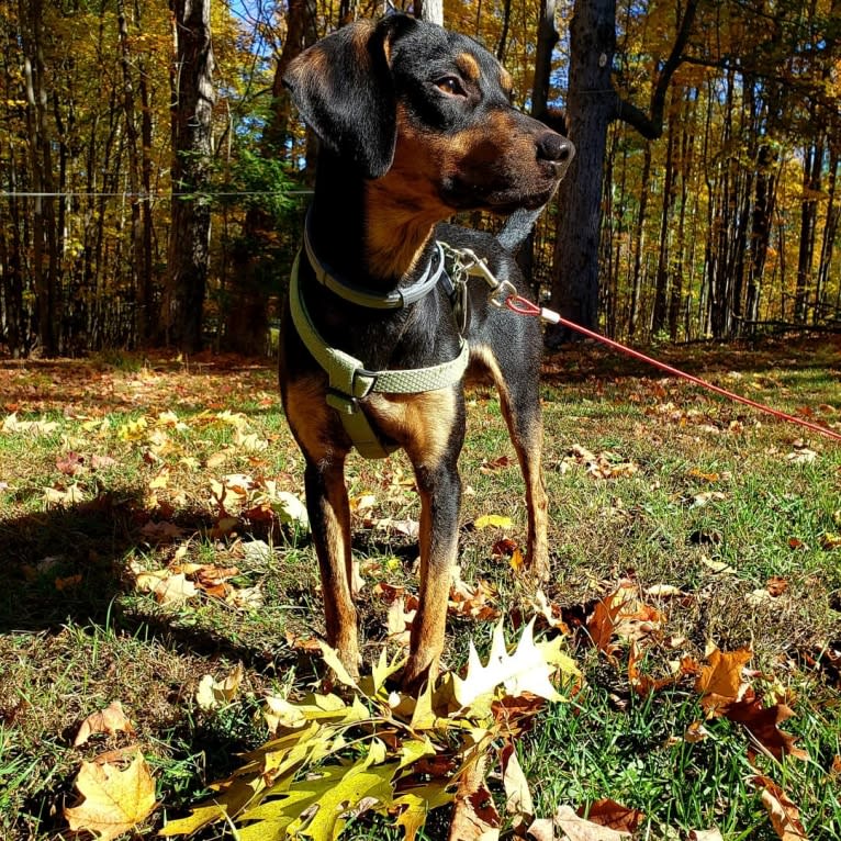 Boone, a Catahoula Leopard Dog and Poodle (Small) mix tested with EmbarkVet.com