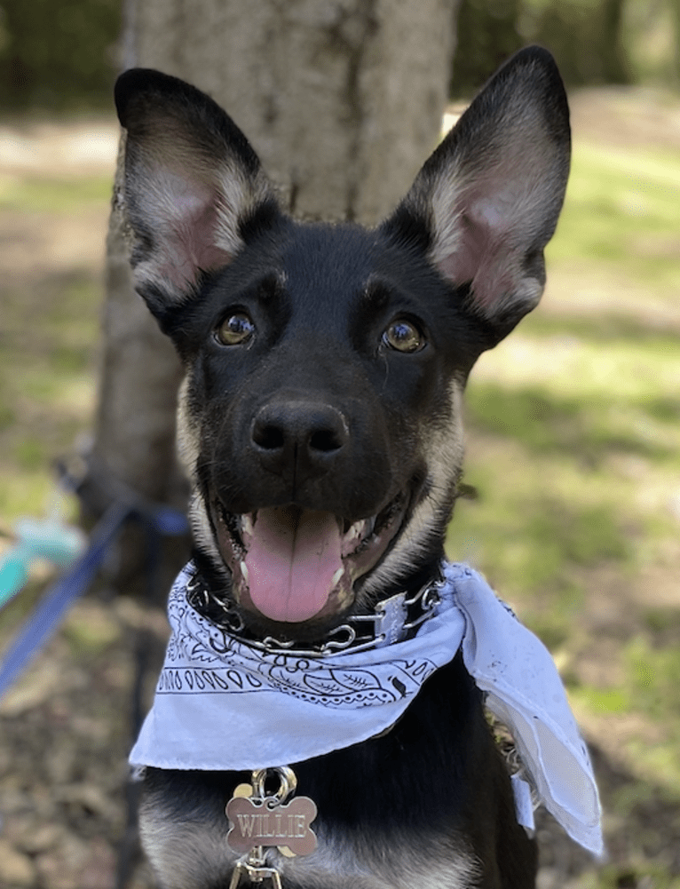 Willie Nelson, a German Shepherd Dog and Australian Cattle Dog mix tested with EmbarkVet.com
