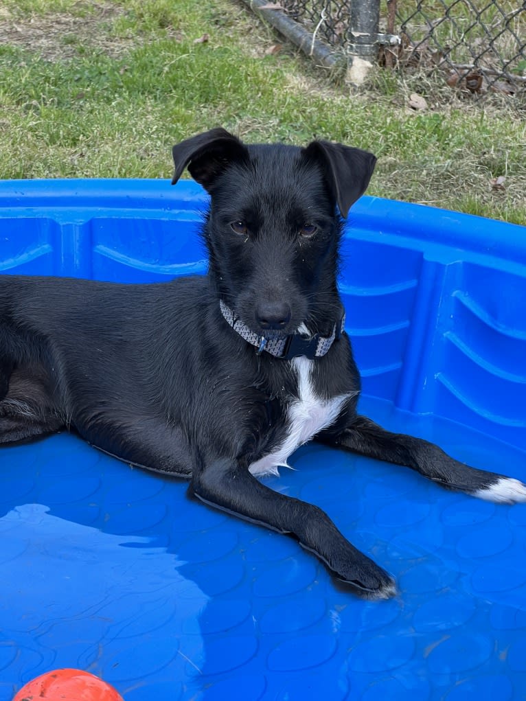 Luna, a Mountain Cur and Russell-type Terrier mix tested with EmbarkVet.com