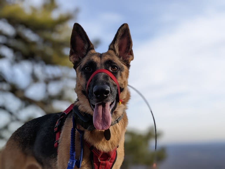 Lyra, a German Shepherd Dog tested with EmbarkVet.com