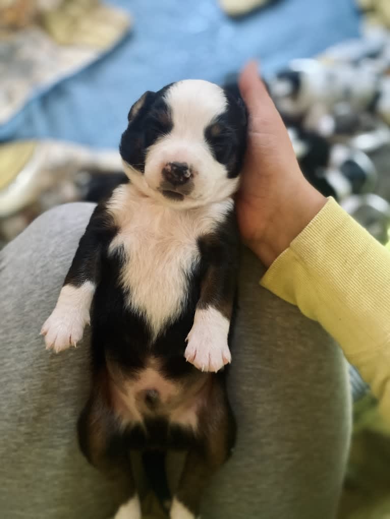 Oliver Webster, an Australian Shepherd tested with EmbarkVet.com