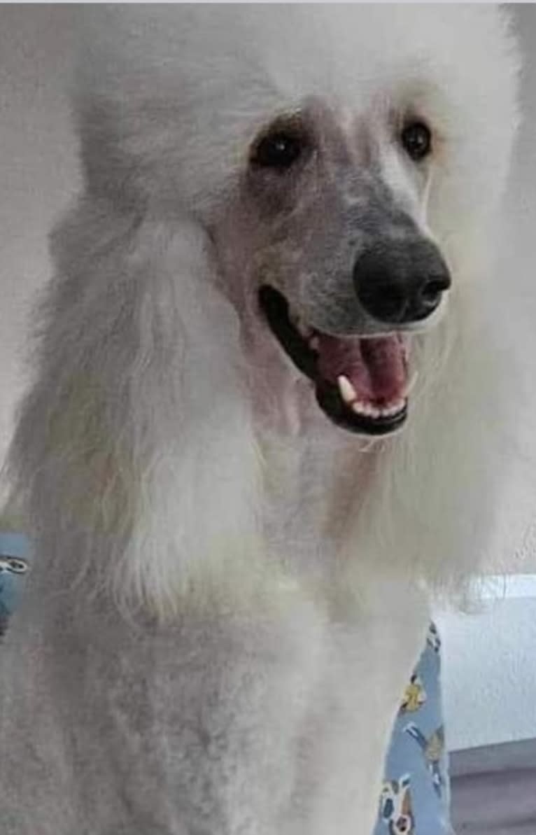 Gypsy, a Poodle (Standard) tested with EmbarkVet.com