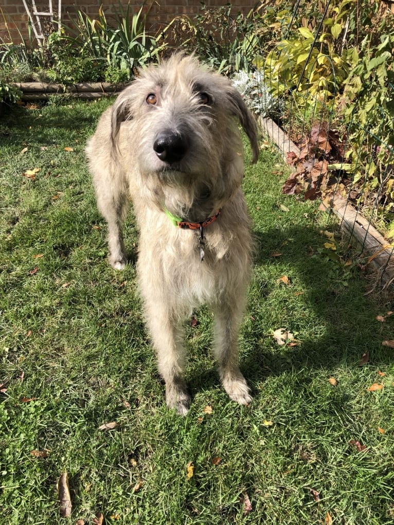 Beatrice, an Irish Wolfhound tested with EmbarkVet.com